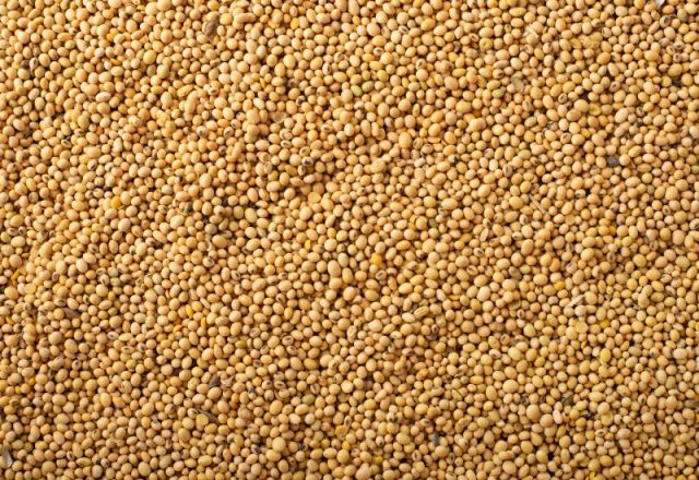 dry-uncoocked-soybeans-background-flat-lay-view-2026-03-24-09-58-56-utc_0