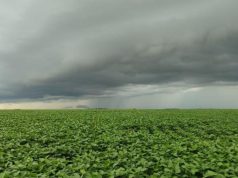 Vazio sanitário da soja segue até 15 de setembro em Mato Grosso do Sul