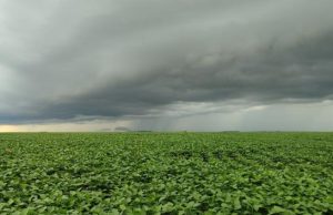 Vazio sanitário da soja segue até 15 de setembro em Mato Grosso do Sul