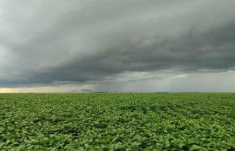 Vazio sanitário da soja segue até 15 de setembro em Mato Grosso do Sul