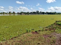 Alface d´água invade lagos de dois parques de Dourados