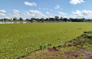 Alface d´água invade lagos de dois parques de Dourados