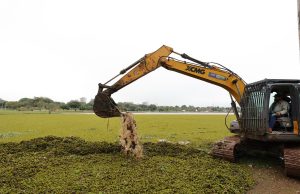 Após reportagem de ´O Progresso´, prefeitura inicia limpeza de lagos tomados por planta aquática