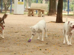 Lei torna crime exercício ilegal da medicina veterinária