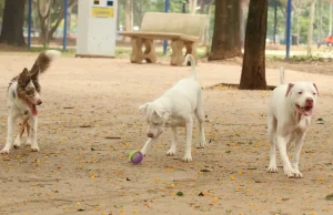 Lei torna crime exercício ilegal da medicina veterinária
