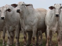Exportações de carne bovina perdem ritmo em julho