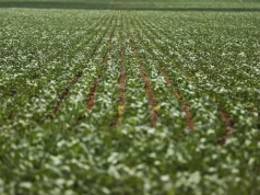 Reunião com bancada do agro termina sem acordo sobre dívidas rurais