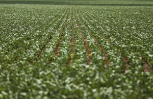 Reunião com bancada do agro termina sem acordo sobre dívidas rurais