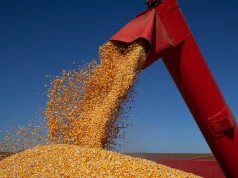 IBGE prevê safra de 347,4 milhões de toneladas para 2026