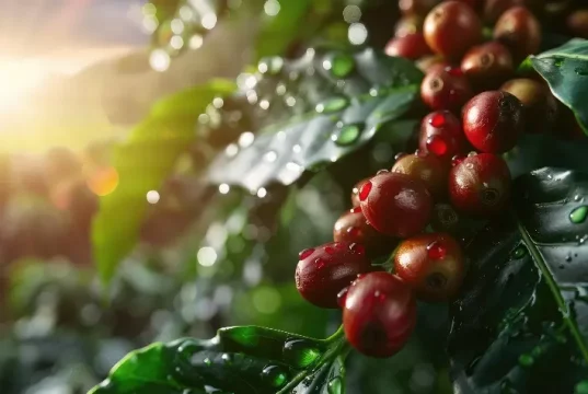Aeronaves, óleo, café e carne estão fora do tarifaço imposto pelos EUA