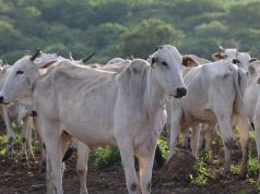 Programa impulsiona pecuária pantaneira e alcança 85 mil abates