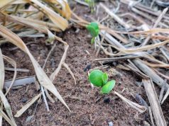 El Niño exige atenção do produtor no início do plantio da safra de soja 2026/2027 em MS