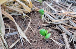 El Niño exige atenção do produtor no início do plantio da safra de soja 2026/2027 em MS