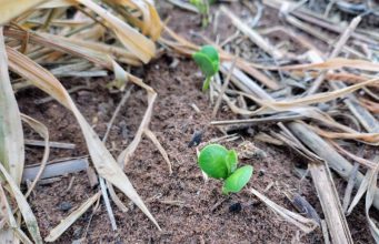 El Niño exige atenção do produtor no início do plantio da safra de soja 2026/2027 em MS