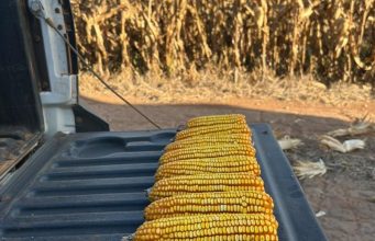 Colheita do milho alcança 24% da área cultivada em Mato Grosso do Sul