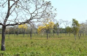 Produtores devem planejar alimentação do rebanho antes da seca