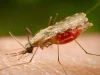 Cientistas da Fiocruz podem produzir vacina completa contra a malária