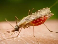 Cientistas da Fiocruz podem produzir vacina completa contra a malária