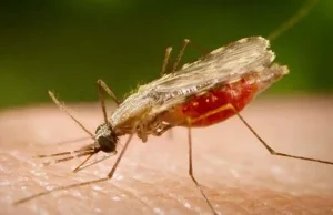 Cientistas da Fiocruz podem produzir vacina completa contra a malária