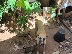 Cidade que abriga o maior projeto de celulose do mundo convive com mais de mil animais abandonados