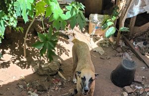Cidade que abriga o maior projeto de celulose do mundo convive com mais de mil animais abandonados