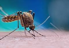 Com 9.729 casos confirmados de chikungunya, MS registra 28 mortes