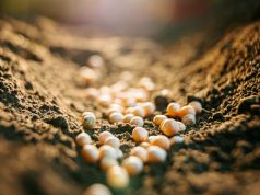 Instabilidade internacional causa aumento no preço de fertilizantes