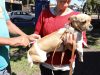 Dourados mantém vacinação intensificada de animais acolhidos por protetores e ONGs