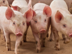 China, Paraguai e Palau abrem mercados para produtos brasileiros