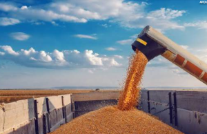 Valor Bruto da Produção Agropecuária é estimado em R$ 1,4 trilhão em junho