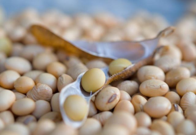soybeans-in-open-pods-close-up-food-2026-01-08-07-14-45-utc_1