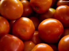 Preço do tomate negociado nas principais Ceasas brasileiras tem queda média de 15,85%