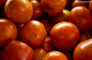 Preço do tomate negociado nas principais Ceasas brasileiras tem queda média de 15,85%