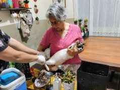 CCZ de Dourados quer vacinar pelo menos 1 mil cães e gatos este mês