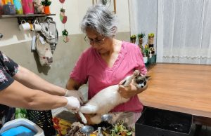CCZ de Dourados quer vacinar pelo menos 1 mil cães e gatos este mês