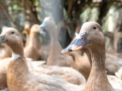 Sancionada lei que proíbe produção e comercialização de fois gras
