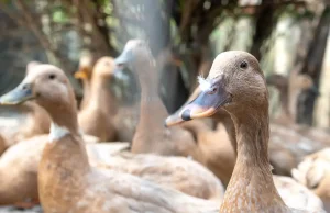 Sancionada lei que proíbe produção e comercialização de fois gras