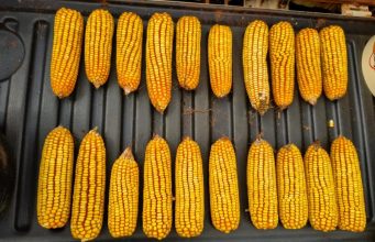 Colheita do milho ganha ritmo e entra na fase mais intensa em Mato Grosso do Sul