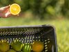 Laranja azeda de MS atrai investimento francês para produção de óleos essenciais
